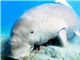 Côn Đảo còn khoảng 12 cá thể bò biển dugong
